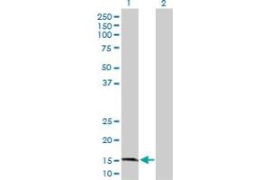 Western Blot analysis of GRIN2C expression in transfected 293T cell line by GRIN2C MaxPab polyclonal antibody. (GRIN2C antibody  (AA 1-171))