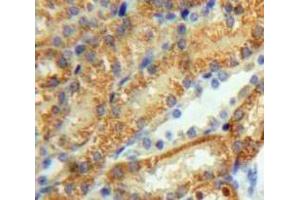 Used in DAB staining on fromalin fixed paraffin-embedded Kidney tissue
