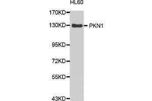 Western Blotting (WB) image for anti-Protein Kinase N1 (PKN1) (AA 1-300) antibody (ABIN1682293)