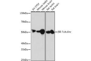 Western blot analysis of extracts of various cell lines, using βIII-Tubulin/β3-Tubulin antibody (ABIN7271049) at 1:1000 dilution. (TUBB3 antibody)