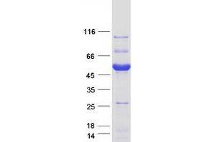 Validation with Western Blot (PRAS40 Protein (Transcript Variant 1) (Myc-DYKDDDDK Tag))
