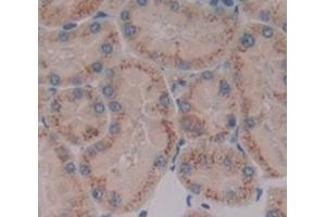 Figure. (ETFA antibody  (AA 34-295))