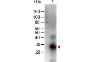 Image no. 1 for Goat anti-Human IgG (Fc Region) antibody (Biotin) (ABIN294999) (Goat anti-Human IgG (Fc Region) Antibody (Biotin))