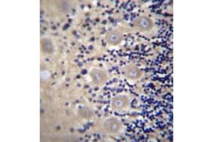 Formalin fixed and paraffin embedded human cerebellum tissue reacted with DRG1 / NEDD3 Antibody (C-term) followed by peroxidase conjugation of the secondary antibody and DAB staining.