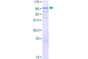 KLHL13 Protein (AA 1-655) (GST tag)