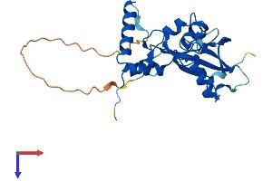 AlphaFold protein structure predicition of Human Recombinant PCGF3 Protein, UniprotID Q3KNV8 (PCGF3 Protein (AA 1-242) (His tag))