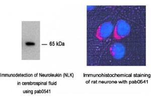 Image no. 2 for anti-Glucose-6-Phosphate Isomerase (GPI) antibody (ABIN347737)