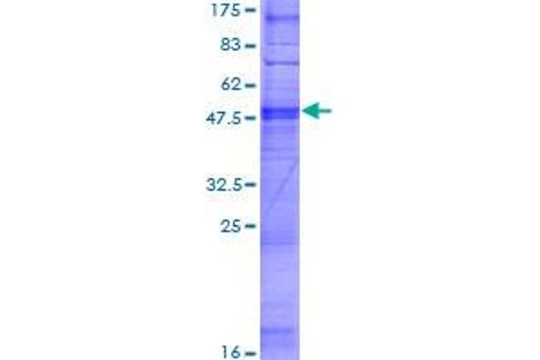 Olfactory Receptor, Family 8, Subfamily D, Member 2 (OR8D2) (AA 1-311) protein (GST tag)