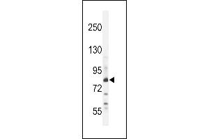 Z Antibody (N-term) (ABIN654759 and ABIN2844443) western blot analysis in WiDr cell line lysates (35 μg/lane).