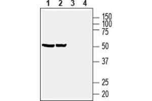 Western blot analysis of human  monocytic leukemia cell line lysate (lanes 1 and 3) and human Jurkat T-cell leukemia cell line lysate (lanes 2 and 4):1,2.