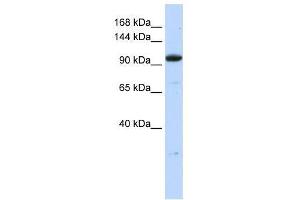 ZNF228 antibody used at 2. (ZFP112 antibody  (N-Term))