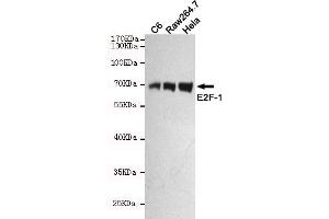 Western blot detection of E2F-1 in C6,Raw264. (E2F1 antibody)