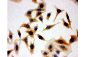 Anti-Aquaporin 3 antibody, ICC ICC: HELA Cell (AQP3 antibody  (C-Term))