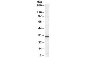 Western blot testing of human liver lysate with ERP29 antibody at 0. (ERP29 antibody)