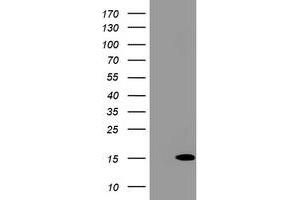 Image no. 1 for anti-Melan A (MLANA) (AA 48-118) antibody (ABIN1491546) (MLANA antibody  (AA 48-118))