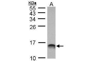 WB Image Sample (30 ug of whole cell lysate) A: Molt-4 , 15% SDS PAGE antibody diluted at 1:1000 (MIF antibody)