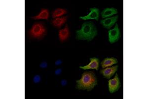 ABIN7094708 and ABIN7098759 staining Hela cells by IF/ICC. (ACTR1A antibody  (Internal Region))