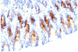 Formalin-fixed, paraffin-embedded Rat Stomach stained with MUC5AC Mouse Monoclonal Antibody (45M1). (MUC5AC antibody)