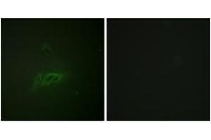 Immunofluorescence (IF) image for anti-Protein tyrosine Phosphatase, Receptor Type, C (PTPRC) (AA 981-1030), (pSer1007) antibody (ABIN1531546)