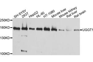 Western blot analysis of extracts of various cell lines, using μgGT1 antibody (ABIN5995527) at 1/1000 dilution. (UGGT1 antibody)