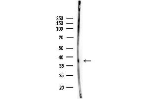 Western blot analysis of lysates from 3-L1 P6(LPS, 4h treatment), using TUSC3 Antibody at 1/1000 dilution.