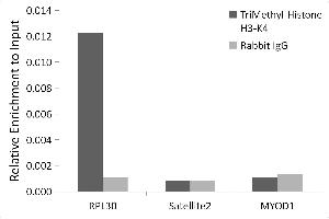 Chromatin immunoprecipitation analysis of extracts of HeLa cells, using H3K4me3 antibody (ABIN3023253, ABIN3023254, ABIN3023255, ABIN1513001 and ABIN6219512) and rabbit IgG. (Histone 3 antibody  (H3K4me3))