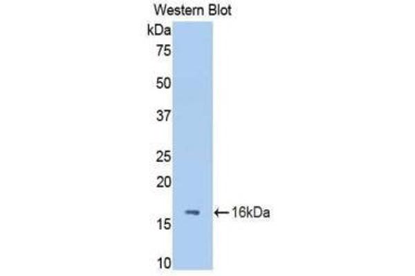 FETUB antibody  (AA 28-141)