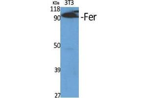 Western Blot (WB) analysis of specific cells using Fer Polyclonal Antibody. (FER antibody  (Ser376))