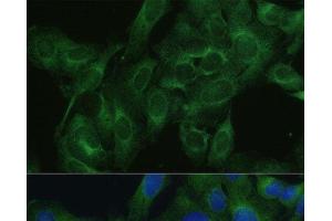 FRMD6 antibody