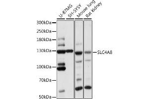Western blot analysis of extracts of various cell lines, using SLC4 antibody (ABIN7270460) at 1:1000 dilution. (SLC4A8 antibody  (AA 1-90))