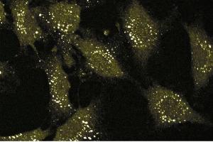 Immunofluorescence staining of human endothelial cells. (CD51 antibody  (AA 609-722))