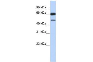 NR2C2 antibody used at 1 ug/ml to detect target protein. (TR4 antibody  (N-Term))