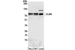 Western Blotting (WB) image for anti-Calmegin (CLGN) (AA 1-50) antibody (ABIN7452848)