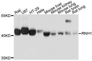 Western blot analysis of extracts of various cell lines, using RNH1 antibody. (RNH1 antibody  (AA 202-461))