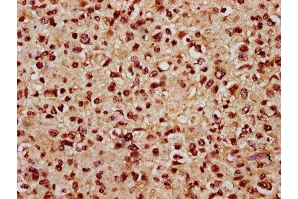 LIN9 antibody  (AA 5-103)