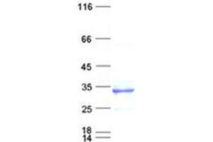Validation with Western Blot