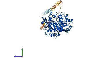 AlphaFold protein structure predicition of Human Recombinant ST6GAL1 Protein, UniprotID P15907 (ST6GAL1 Protein (AA 1-406) (His tag))