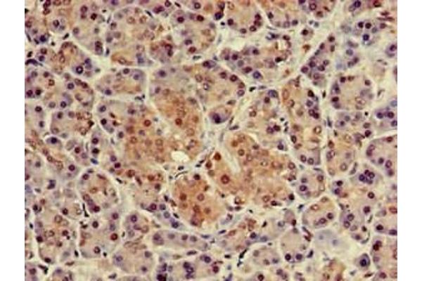 NUPR1 antibody  (AA 2-64)
