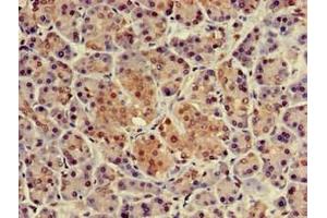Immunohistochemistry of paraffin-embedded human pancreatic tissue using ABIN7161848 at dilution of 1:100 (NUPR1 antibody  (AA 2-64))