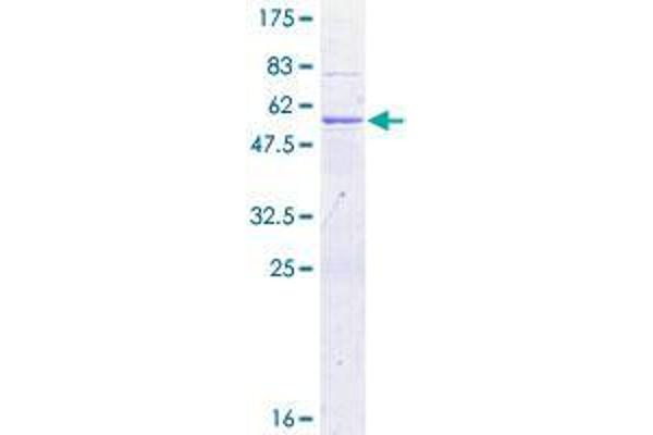 DNAJC5 Protein (AA 1-198) (GST tag)