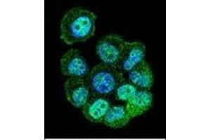 Confocal immunofluorescent analysis of RACGAP1 Antibody (N-term) Cat. (RACGAP1 antibody  (N-Term))