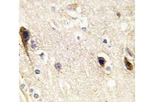 IHC analysis of FFPE human brain tissue stained with PIP5K1B antibody (PIP5K1B antibody  (AA 1-30))