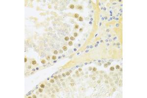 Immunohistochemistry of paraffin-embedded rat testis using RFC4 Antibody (ABIN5973195) at dilution of 1/100 (40x lens). (RFC4 antibody)