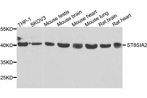 Western blot analysis of extracts of various cells, using ST8SIA2 antibody. (ST8SIA2 antibody)