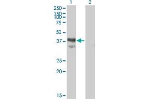 Western Blot analysis of IMPACT expression in transfected 293T cell line by IMPACT MaxPab polyclonal antibody. (IMPACT antibody  (AA 1-320))