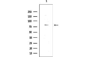 anti-Solute Carrier Family 44, Member 1 (SLC44A1) (Internal Region) antibody