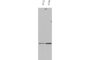 Image no. 1 for anti-Death-Domain Associated Protein (DAXX) (AA 261-274) antibody (ABIN401370) (DAXX antibody  (AA 261-274))