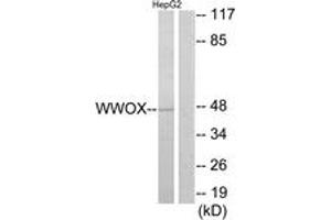 Western Blotting (WB) image for anti-WW Domain Containing Oxidoreductase (WWOX) (AA 1-50) antibody (ABIN2890030) (WWOX antibody  (AA 1-50))