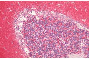 Immunohistochemistry analysis using Rabbit Anti-Alpha Synuclein Polyclonal Antibody (ABIN6698745). (SNCA antibody  (HRP))
