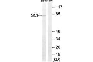 GCFC2 Antikörper